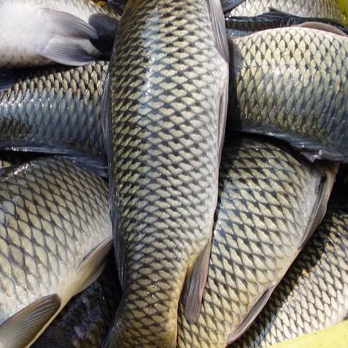 草魚中檢測出獸藥殘留，為什么水產(chǎn)品頻頻中招