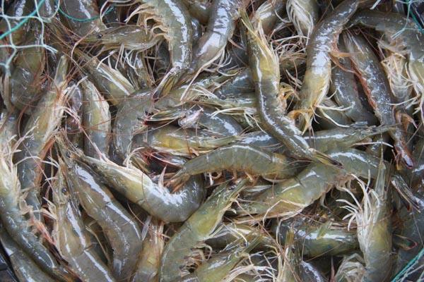 水產(chǎn)品氯霉素再次被檢測出，一旦發(fā)現(xiàn)立馬嚴處