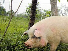 死豬肉流入市場，檢察機關(guān)正式進(jìn)入調(diào)查