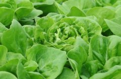 農(nóng)殘快速檢測(cè)儀對(duì)同植株的檢測(cè)結(jié)果一致嗎？