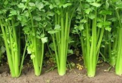 農(nóng)殘快速檢測(cè)儀廠家哪個(gè)好？山東云唐科技