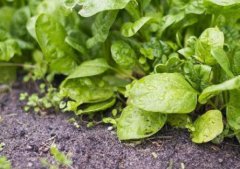 如何選擇性價(jià)比高的農(nóng)殘快速檢測(cè)儀？